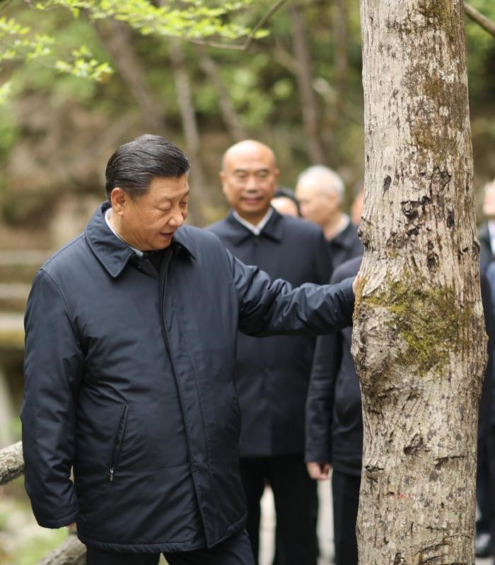 2020年4月20日，中共中央總書記、國(guó)家主席、中央軍委主席習(xí)近平在陜西考察調(diào)研。這是習(xí)近平在位于商洛市柞水縣的秦嶺牛背梁國(guó)家級(jí)自然保護(hù)區(qū)，考察秦嶺生態(tài)保護(hù)情況。 新華社記者 鞠鵬 攝