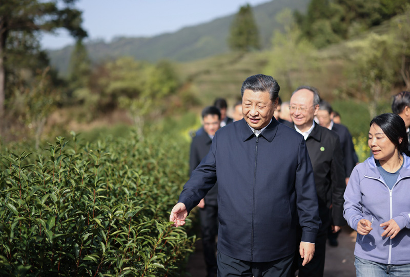 2021年3月22日下午，習(xí)近平在福建省南平市武夷山市星村鎮(zhèn)燕子窠生態(tài)茶園，察看春茶長勢，了解當(dāng)?shù)夭璁a(chǎn)業(yè)發(fā)展情況。