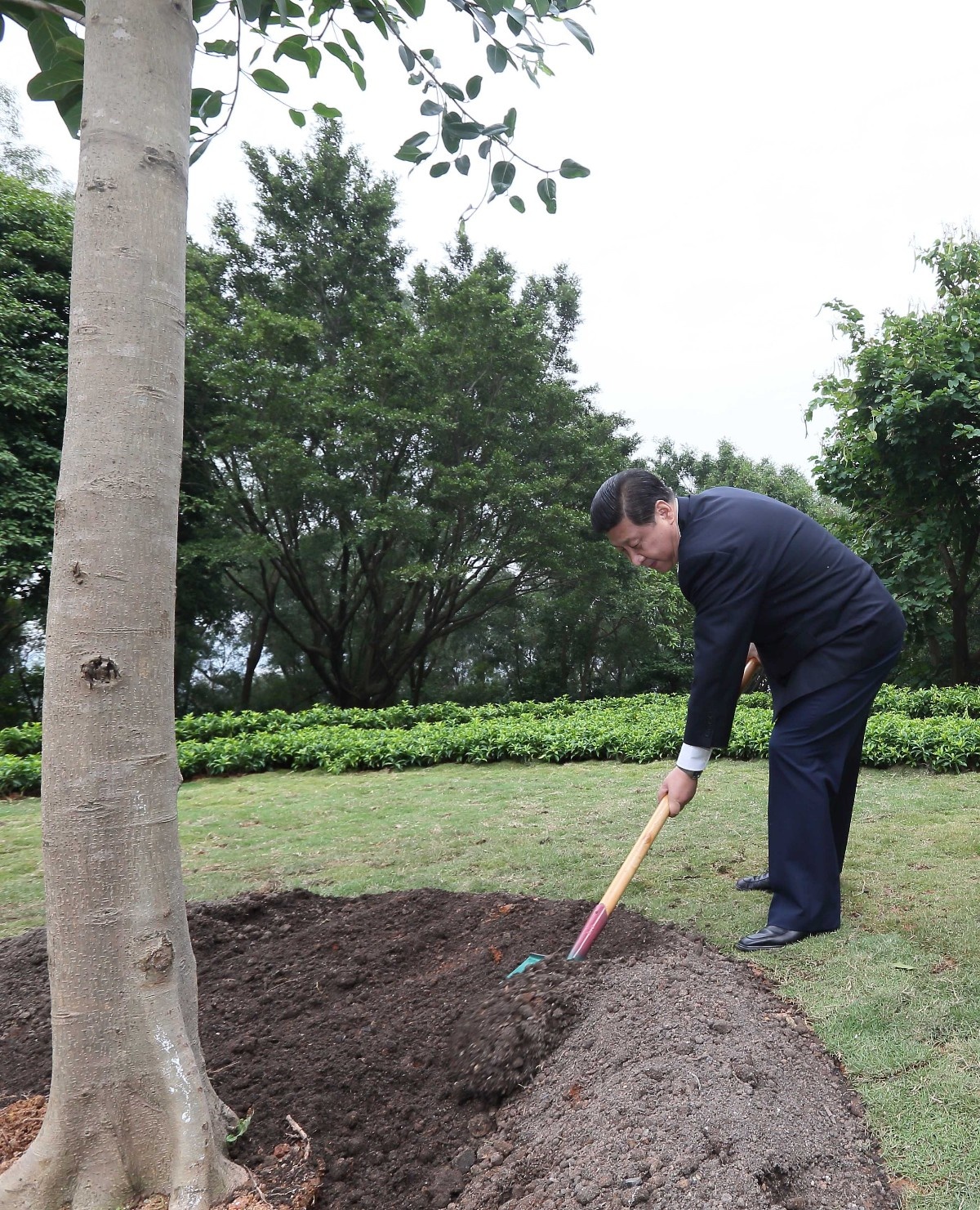 2012年12月8日，習(xí)近平在深圳蓮花山公園種下一棵高山榕樹。