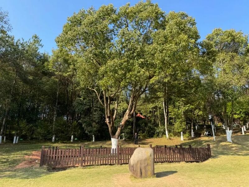 習(xí)近平同志為福建省長(zhǎng)汀縣水土保持科教園捐種的香樟樹。圖源：學(xué)習(xí)時(shí)報(bào)