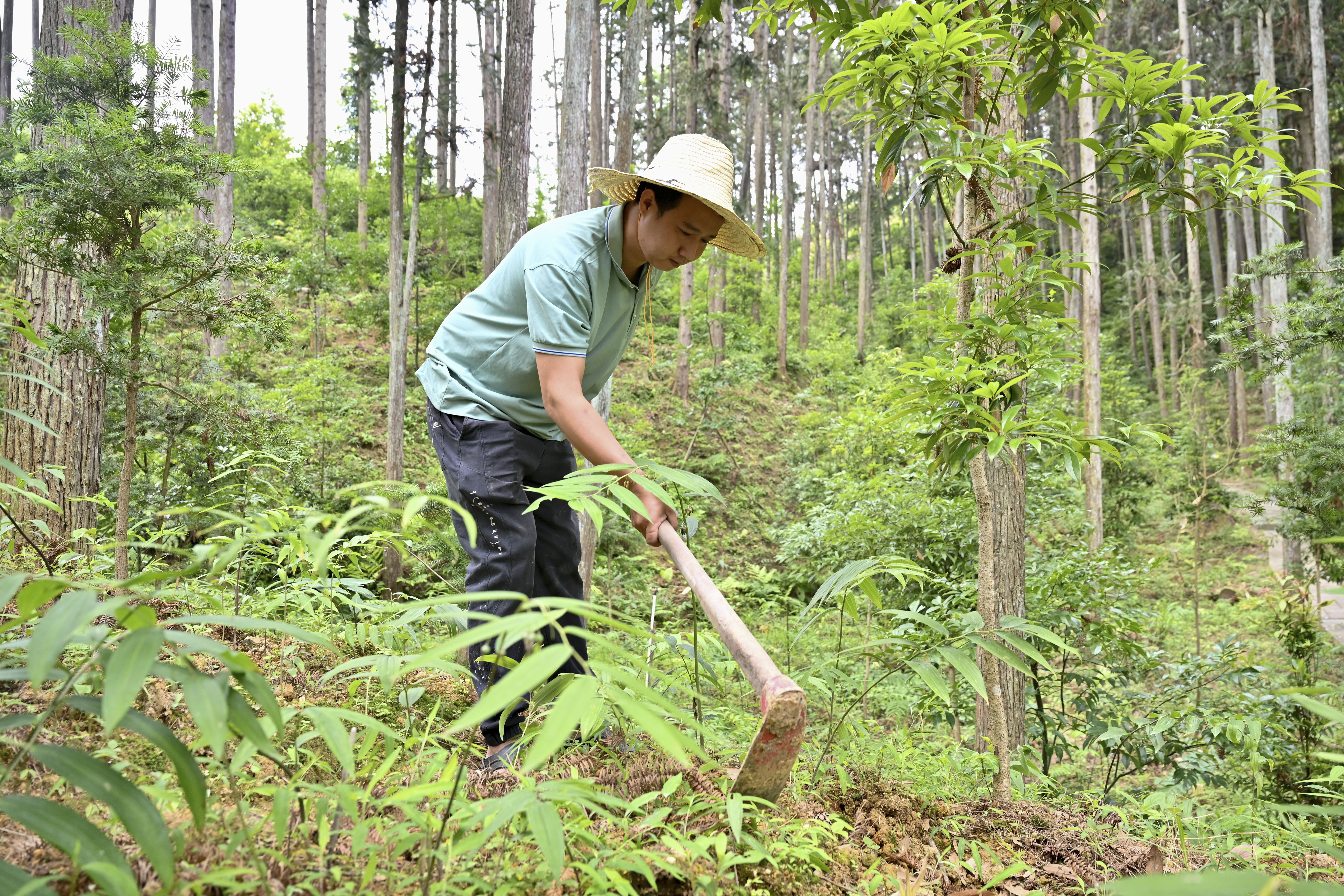 2024年5月9日，福建省三明市馬巖林下經(jīng)濟(jì)種植示范基地工人在管理林下種植的多花黃精。