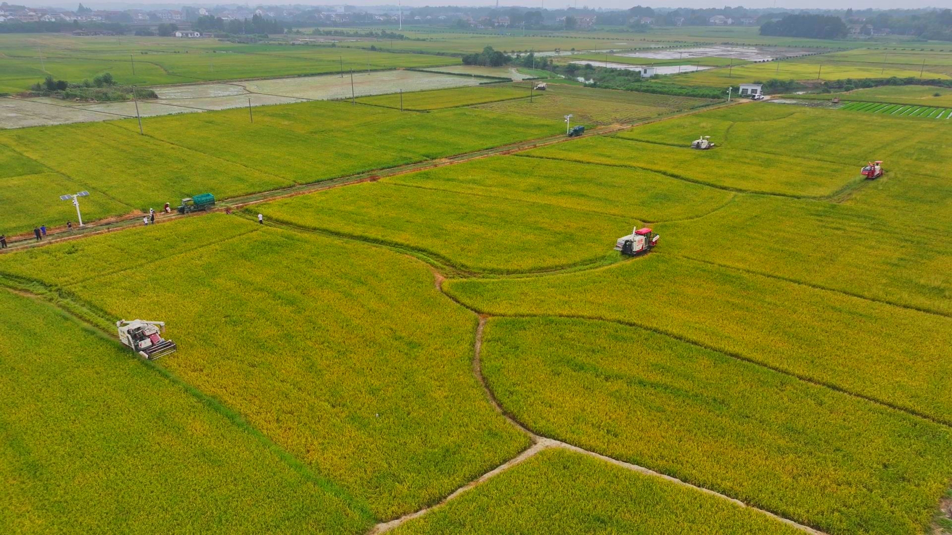 數(shù)臺(tái)收割機(jī)同時(shí)作業(yè)。常德市鼎城區(qū)融媒體中心供圖