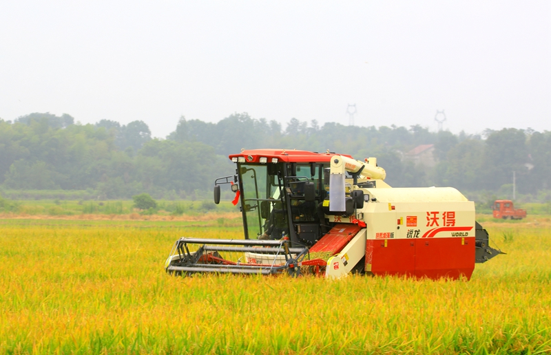 早稻收割忙，農(nóng)機(jī)來助力。常德市鼎城區(qū)融媒體中心供圖