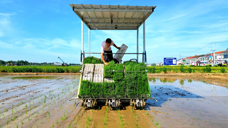 戴宏在無(wú)人駕駛的插秧機(jī)上作業(yè)。常德日?qǐng)?bào)社 王明睿 攝