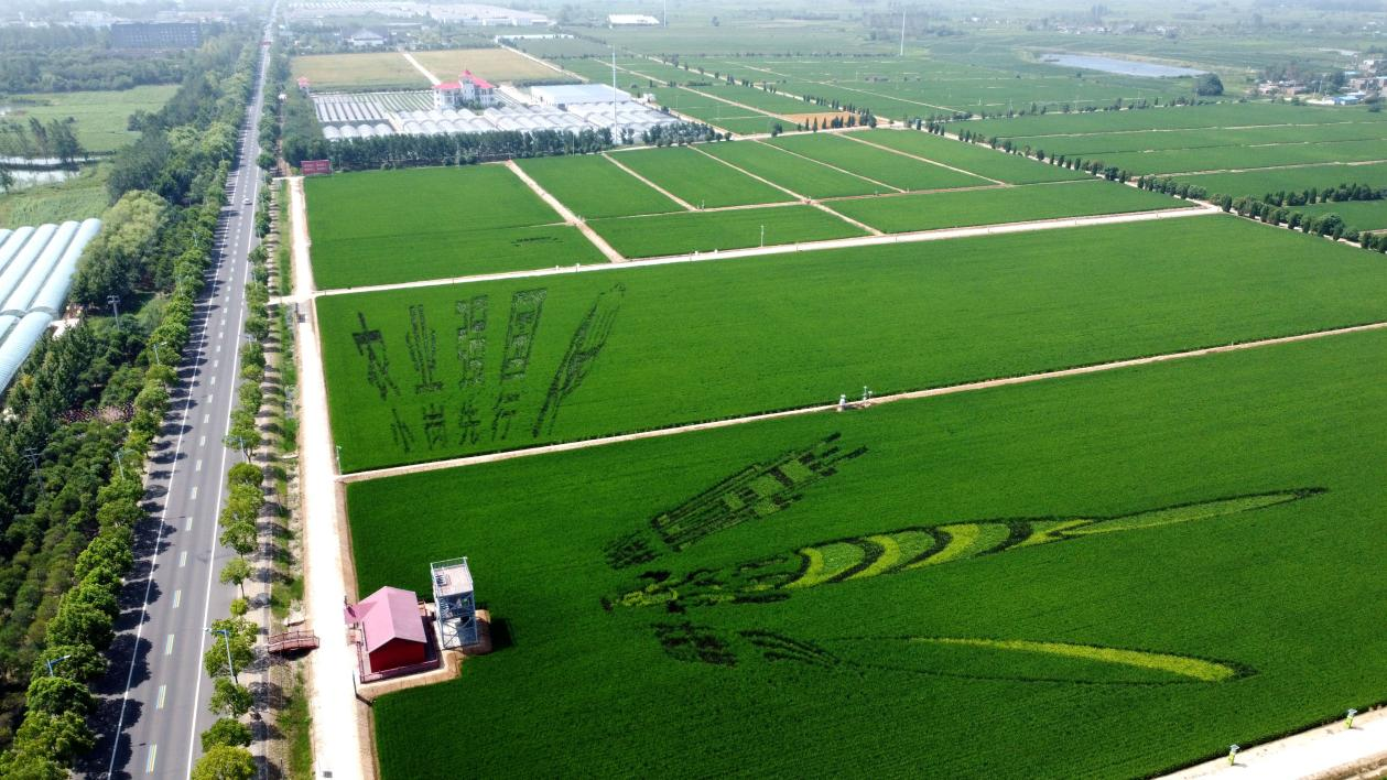 俯瞰小崗村高標(biāo)準(zhǔn)農(nóng)田。鳳陽(yáng)縣委宣傳部供圖