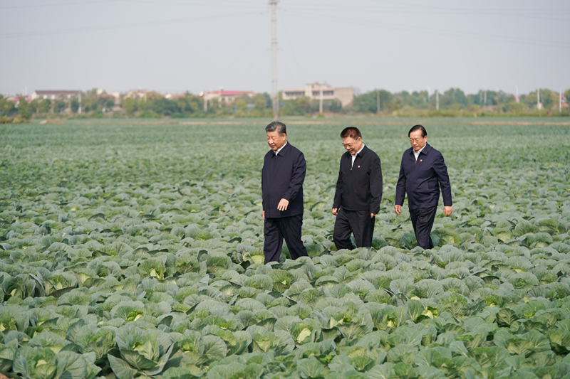 2024年11月5日，習(xí)近平總書記在湖北嘉魚潘家灣鎮(zhèn)十里蔬菜長廊考察。