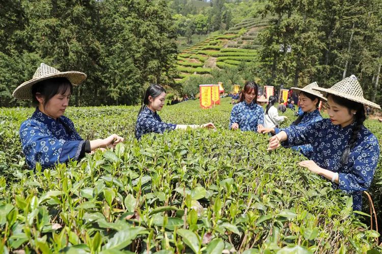 2025年4月13日，福建武夷山市星村鎮(zhèn)朝陽(yáng)村茶農(nóng)在生態(tài)茶園展示采茶。新華社發(fā)（邱汝泉 攝）