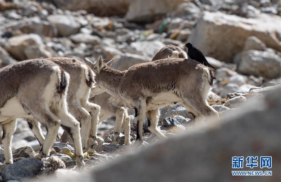 (圖文互動(dòng))(3)“最美第三極”:筑起生態(tài)文明高地