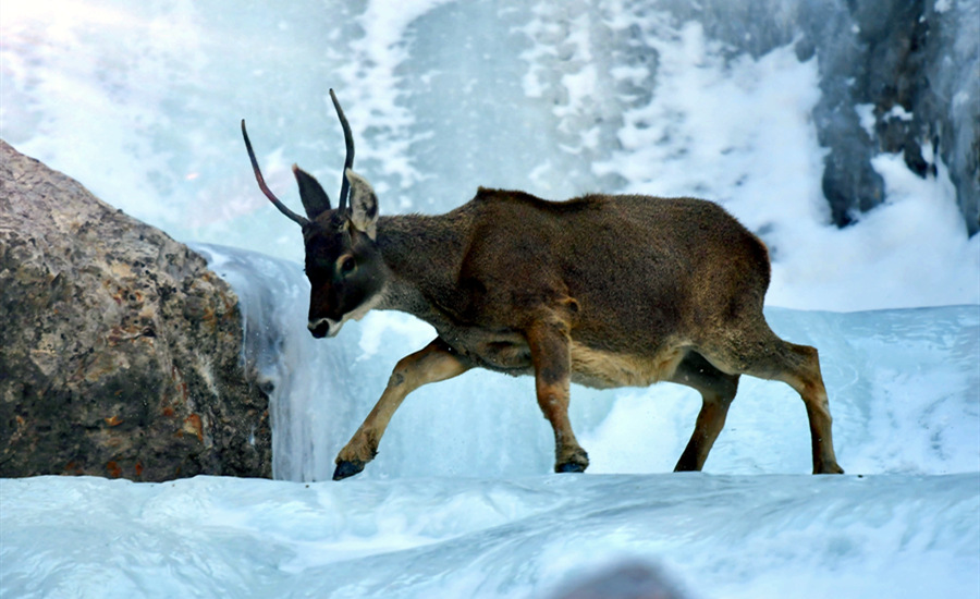 活躍在青海省海西州柏樹山的白唇鹿。巴圖那生攝