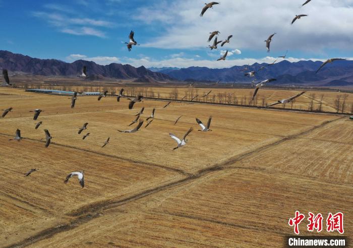 圖為黑頸鶴在拉薩市林周縣境內(nèi)飛翔?！∝暩聛硭?攝