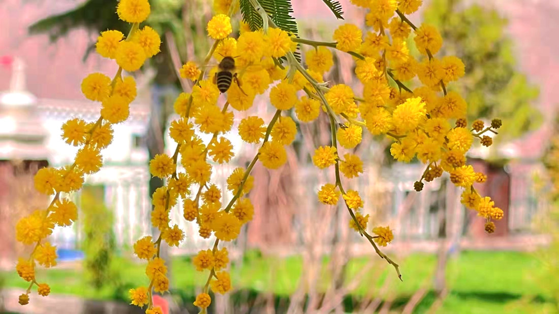 蜜蜂吮吸著金合歡花蕊里的蜂蜜。