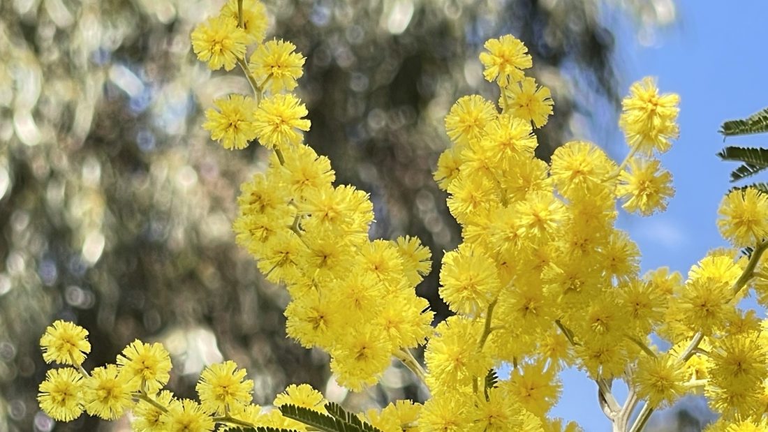 金光燦燦的金合花。