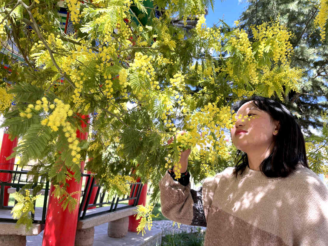 游客仔細(xì)觀賞黃絨絨的金合歡花。