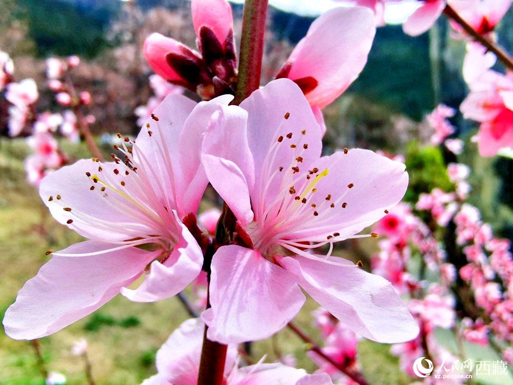 林芝桃花開。人民網(wǎng) 李海霞攝