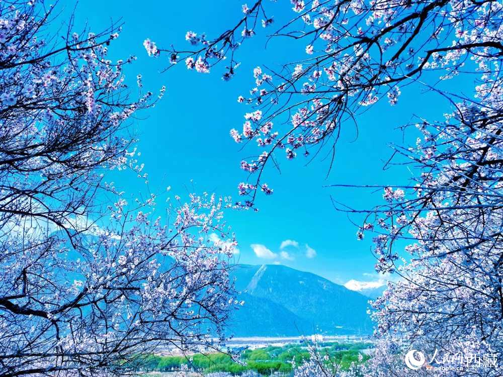 桃花在藍天白云的映襯下分外好看。人民網(wǎng) 李海霞攝