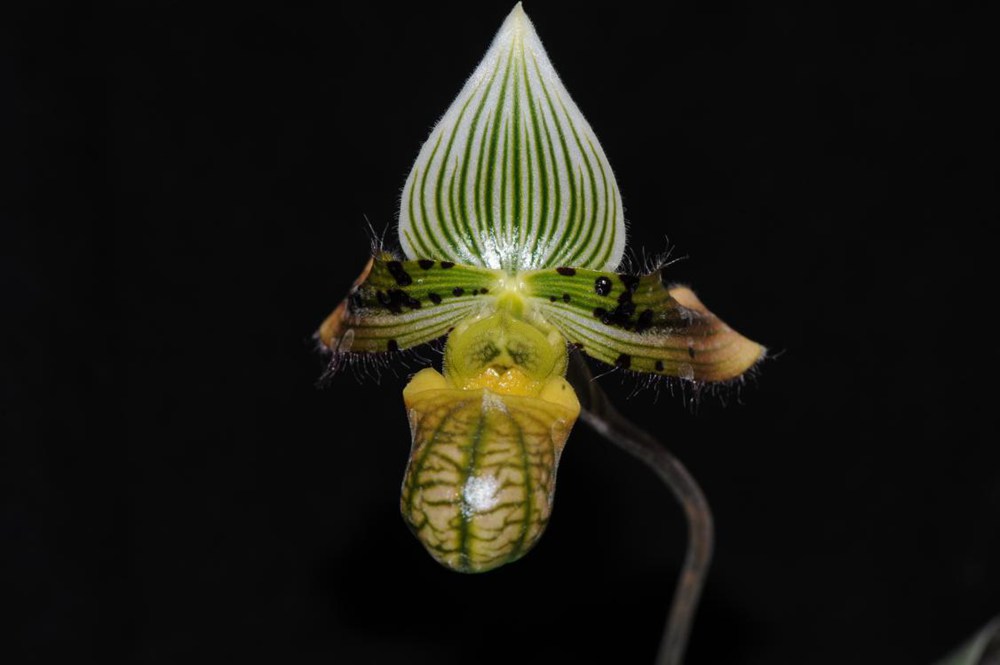 秀麗兜蘭。金效華攝