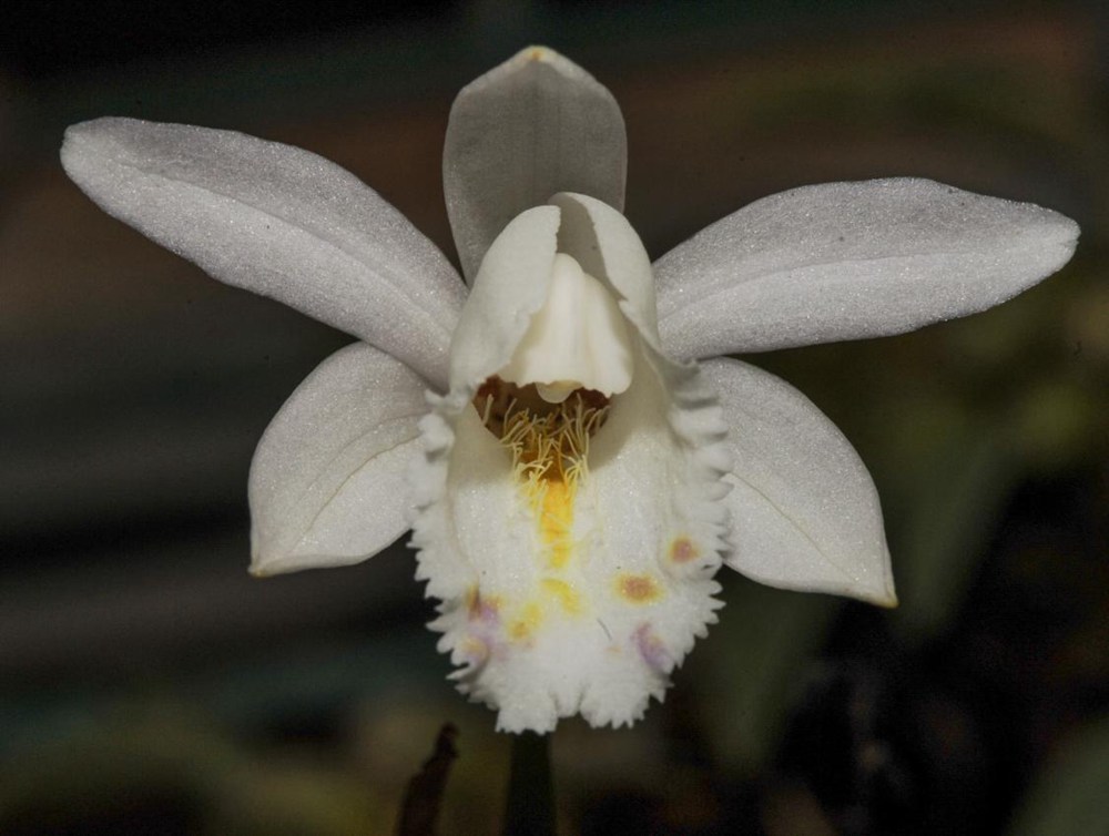 毛唇獨蒜蘭。 金效華攝