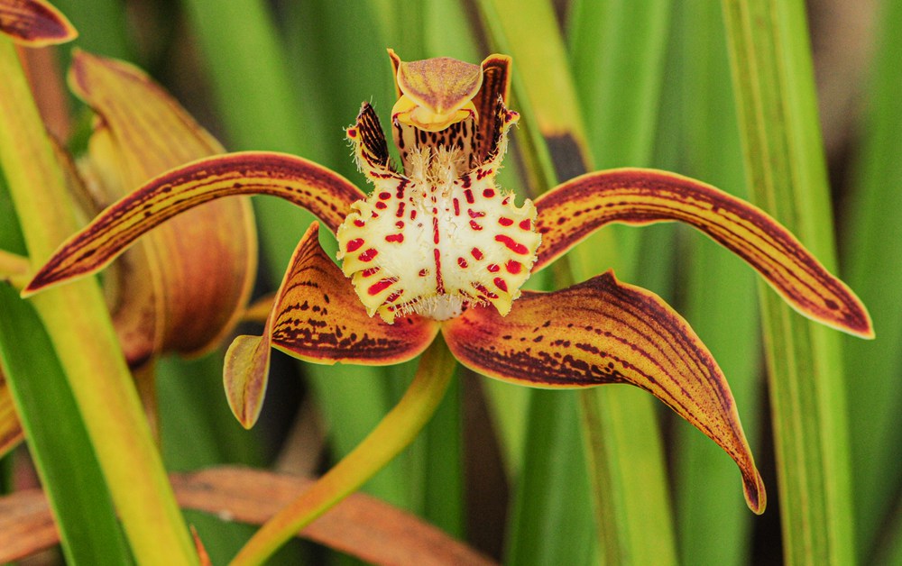 西藏虎頭蘭。李劍武攝