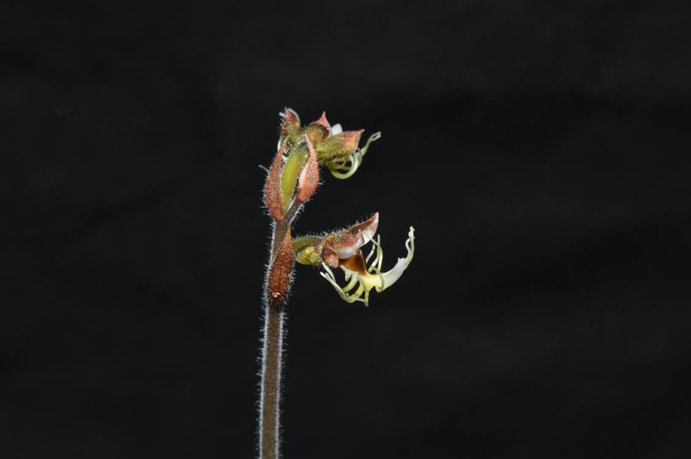 墨脫金線蘭。金效華攝