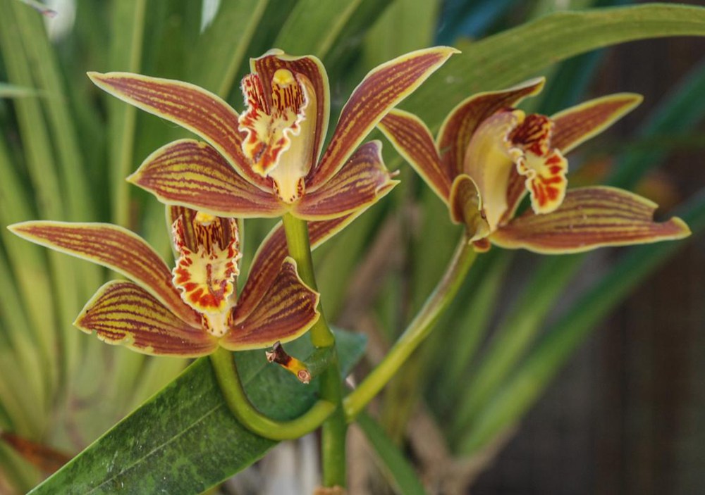 黃嬋蘭。李劍武攝