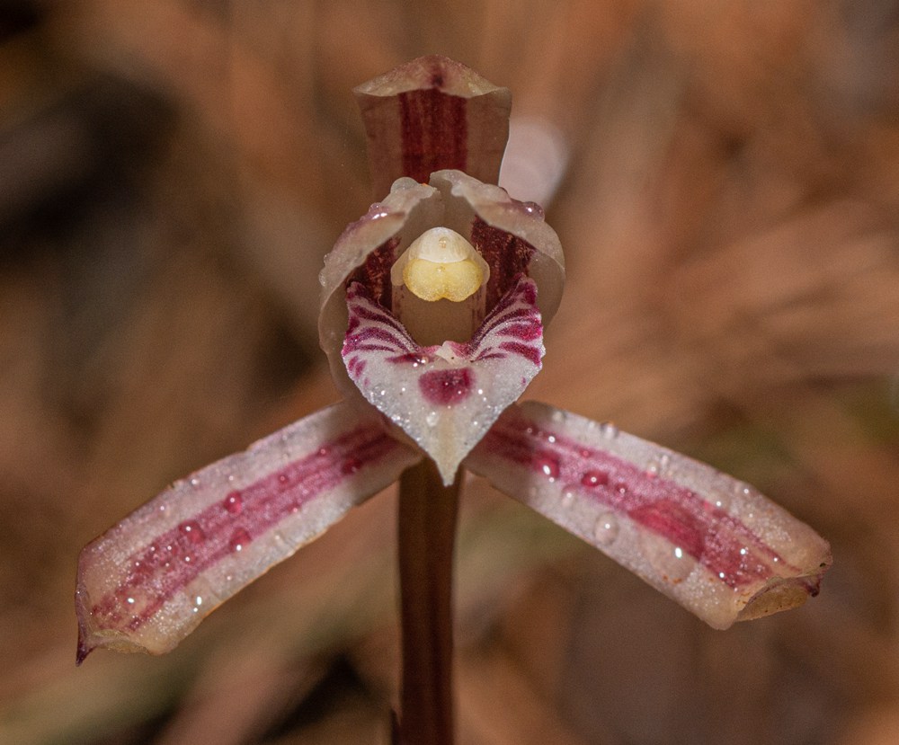 大根蘭。葉超攝