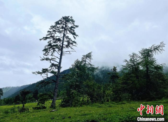 6月10日，魯朗小鎮(zhèn)高山牧場景區(qū)風光。　冉文娟 攝