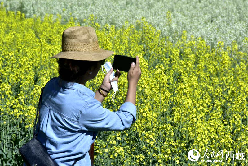 大片油菜花吸引游客到來。人民網(wǎng) 李海霞攝