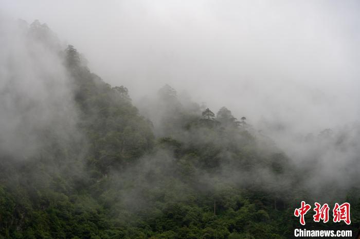 雨后勒布溝的云霧?！〗w波 攝