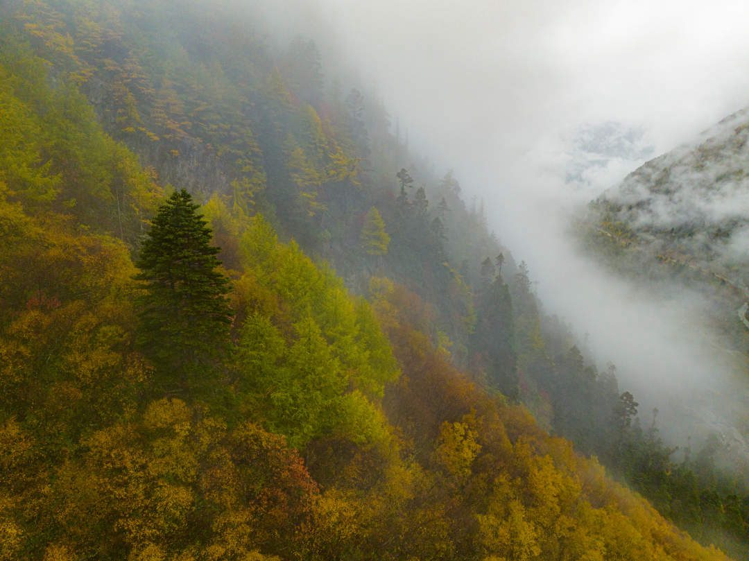 云纏霧繞，層林盡染。