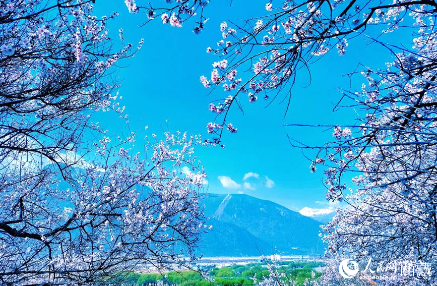 藍(lán)天與桃花相映成趣。 人民網(wǎng) 李海霞攝