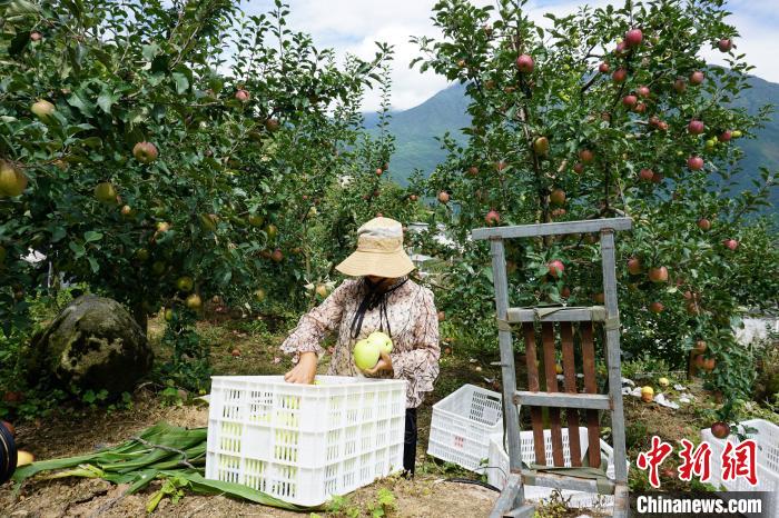 郭洪強(qiáng)的老伴正在給蘋果裝箱?！∽g 攝