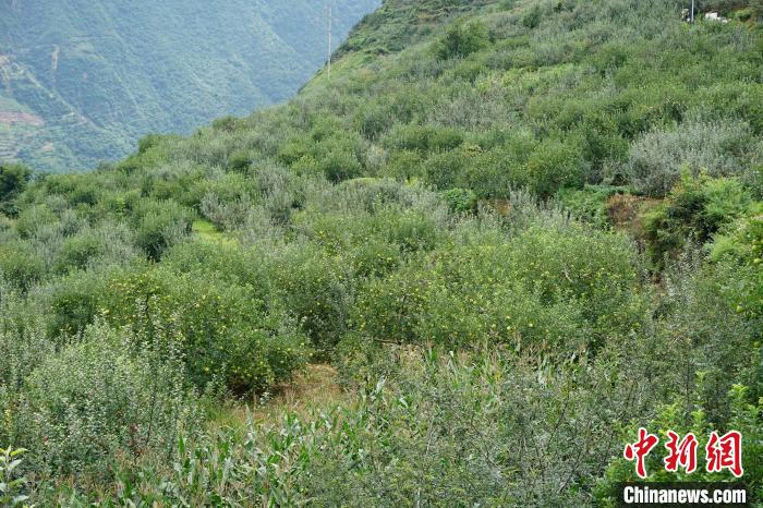 黃草坪村蘋果基地?！∽g 攝