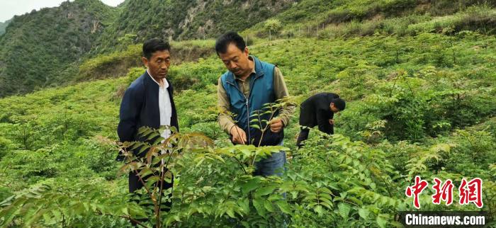 圖為張金利調(diào)研適合阿拉村種植的農(nóng)作物，經(jīng)過不斷改良技術(shù)后，產(chǎn)量大大提高。(資料圖)甘肅省水利廳供圖