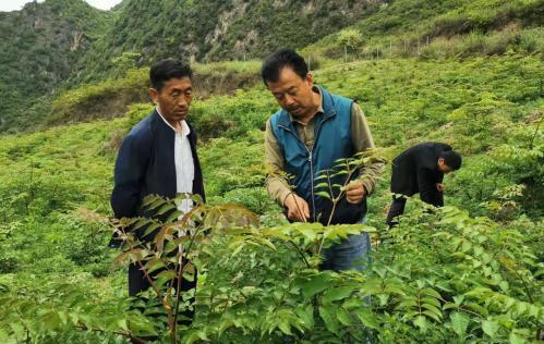 圖為張金利調研適合阿拉村種植的農作物，經過不斷改良技術后，產量大大提高。(資料圖)甘肅省水利廳供圖
