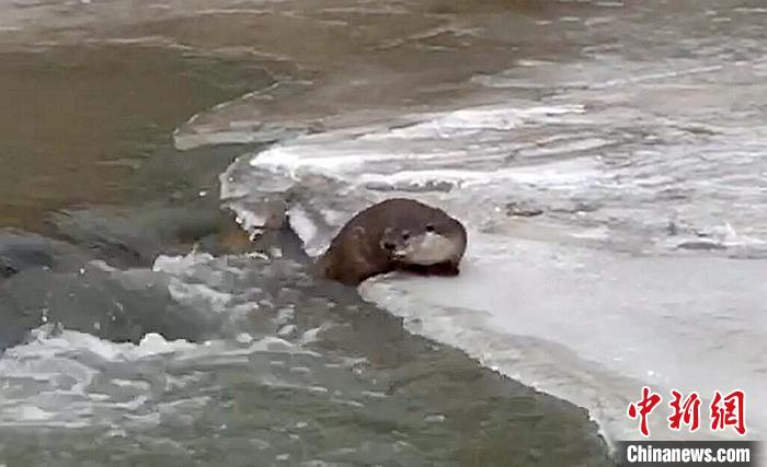 冰面上的國家二級保護動物小爪水獺。視頻截圖