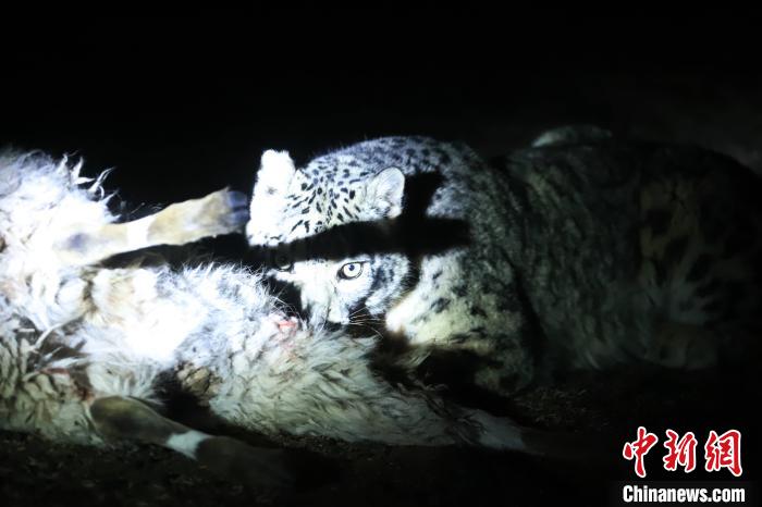 長(zhǎng)江源、瀾滄江源啟動(dòng)旗艦物種雪豹及棲息地保護(hù)項(xiàng)目