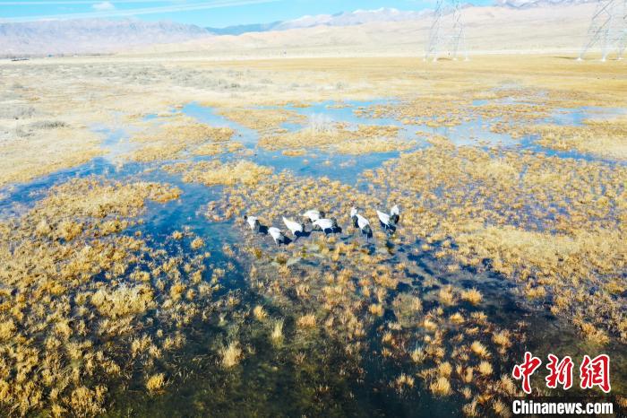 圖為一群黑頸鶴在濕地中央行走。　卡美燕 攝