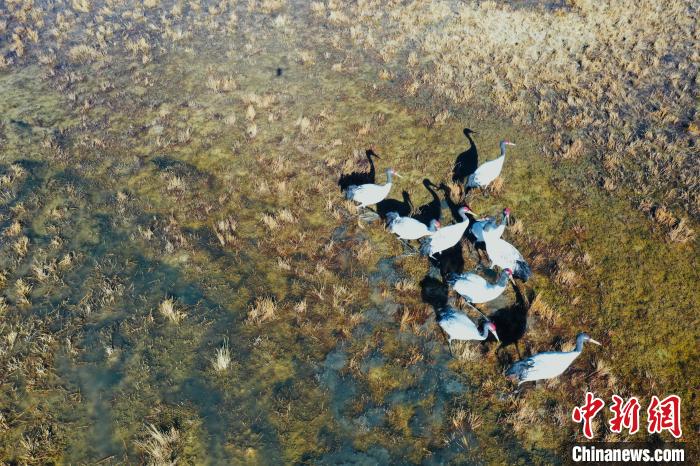 圖為黑頸鶴群在濕地中曬太陽(yáng)?！】姥?攝