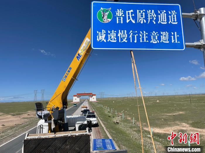 圖為青海省海北州剛察縣設(shè)立的普氏原羚通道警示牌?！∏嗪Ｊ『１敝萑嗣駲z察院供圖