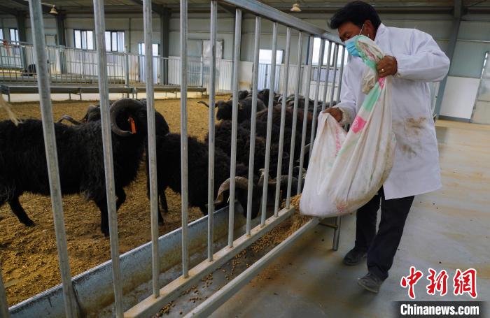 圖為飼養(yǎng)員給黑藏羊喂食?！●R銘言 攝