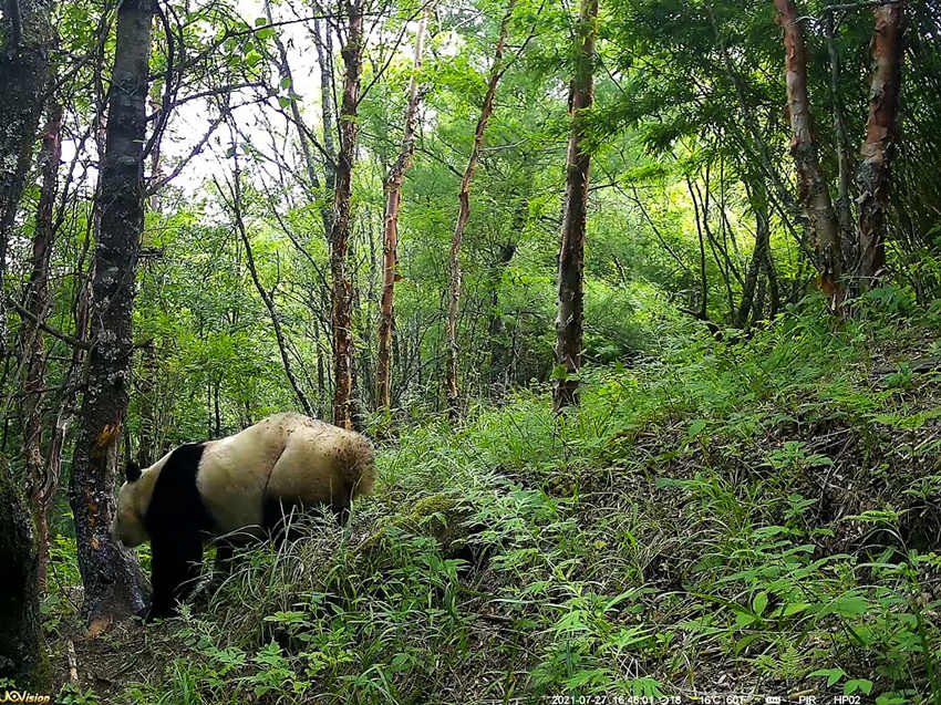 紅外相機拍攝到的野生大熊貓。平武縣融媒體中心供圖