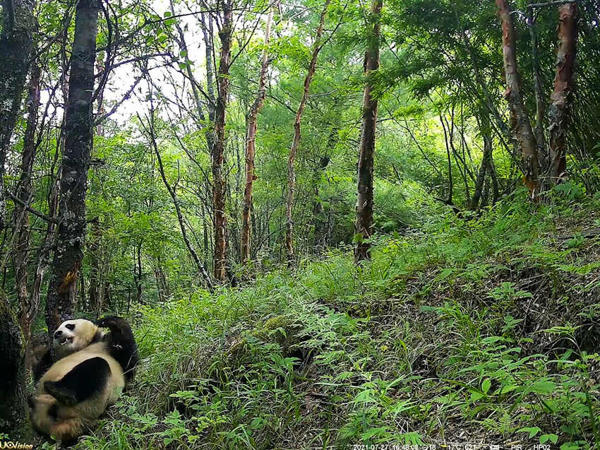 紅外相機拍攝到的野生大熊貓。平武縣融媒體中心供圖