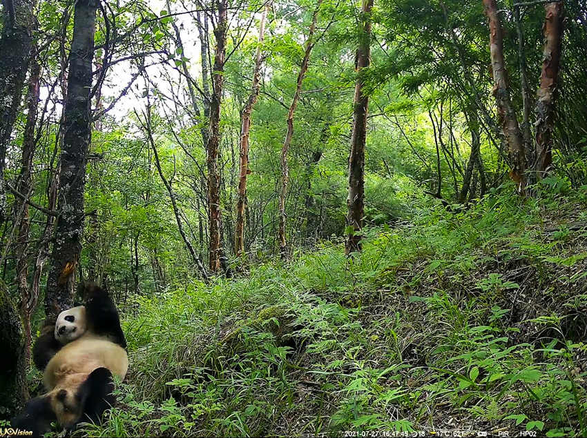 紅外相機拍攝到的野生大熊貓。平武縣融媒體中心供圖