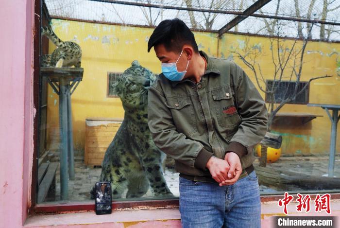 圖為雪豹“奶爸”史壽軍直播休息時(shí)與雪豹互動(dòng)。　馬銘言 攝