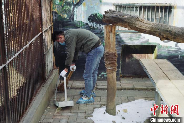 圖為雪豹“奶爸”史壽軍正在打掃豹館衛(wèi)生?！●R銘言 攝