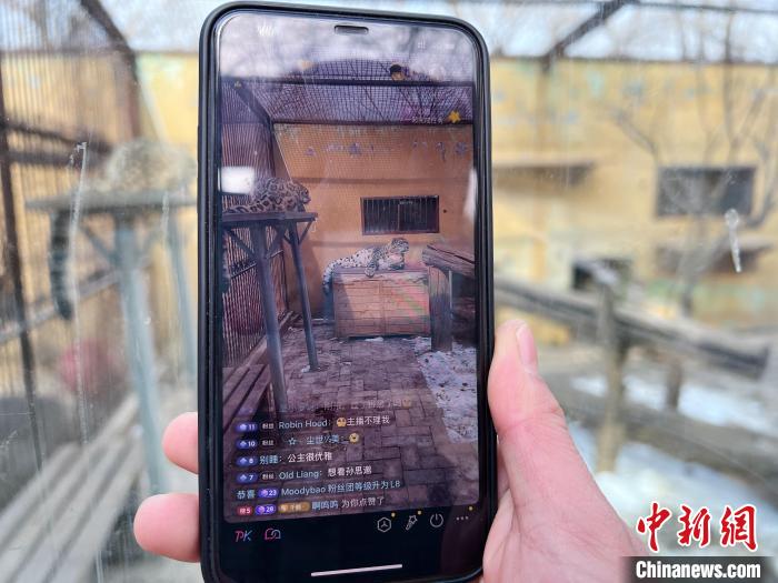圖為雪豹“奶爸”史壽軍正在直播?！●R銘言 攝