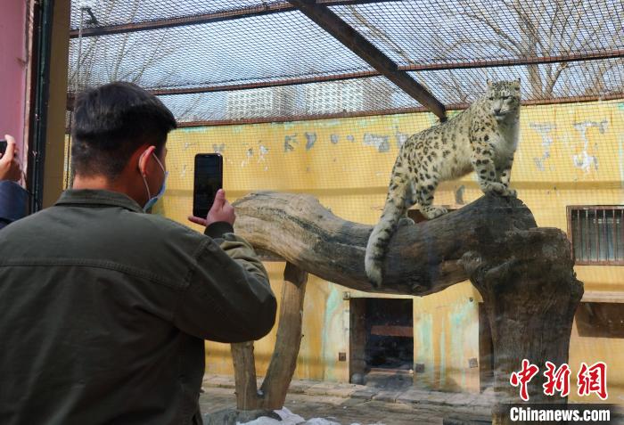 圖為雪豹“奶爸”史壽軍正在直播?！●R銘言 攝