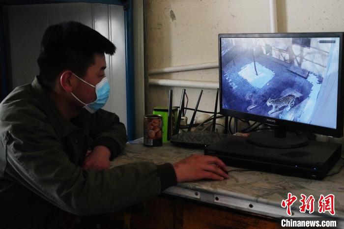 圖為雪豹“奶爸”史壽軍通過監(jiān)控察看雪豹情況?！●R銘言 攝