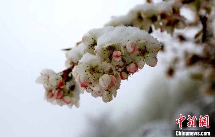 花兒被冰雪覆蓋?！±钣腊?　攝