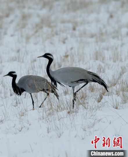在若爾蓋濕地的蓑羽鶴?！∩袞|機(jī) 攝